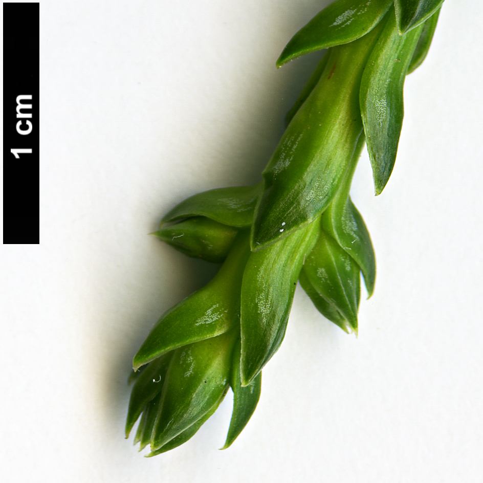 High resolution image: Family: Cupressaceae - Genus: Athrotaxis - Taxon: ×laxifolia (A.cupressoides × A.selaginoides)